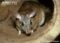 malagasy-giant-rat-in-log