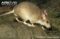 malagasy-giant-rat-side-view
