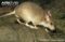 malagasy-giant-rat-side-view