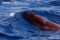 pygmy-right-whale-at-surface-of-water-blowhole-visible