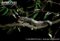 sugar-glider-climbing-along-branch