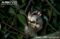 sugar-glider-in-tree