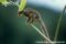 sugar-glider-on-branch-preparing-to-leap