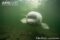 anterior-view-of-young-beluga-whale