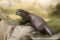 asian-short-clawed-otter-side-view