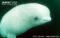beluga-whale-close-up