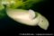 beluga-whale-swimming-under-ice