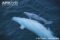 beluga-whale-with-calf