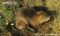 coypu-female-with-infant-in-den