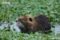 coypu-foraging-in-water