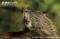 coypu-showing-powerful-set-of-teeth