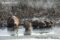 coypu-with-litter-on-the-river-bank