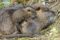 coypu-young-resting-with-adult