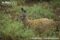 female-siberian-musk-deer-sitting-down