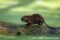 infant-coypu-on-log