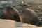 juvenile-beluga-whales-at-the-surface