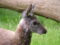 siberian-musk-deer-3