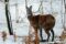 siberian-musk-deer-in-snow