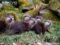 group-of-asian-short-clawed-otters