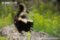 side-view-of-striped-skunk-juvenile