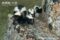 female-striped-skunk-with-young