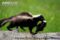 adult-female-striped-skunk-carrying-young-in-mouth