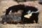 striped-skunk-and-desert-tortoise