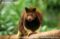 goodfellows-tree-kangaroo