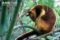 goodfellows-tree-kangaroo-sleeping