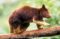 goodfellows-tree-kangaroo-walking-along-branch