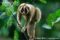 greater-slow-loris-climbing-through-branches