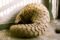 indian-pangolin