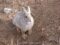 pygmy-rabbit-brachylagus-idahoensis