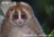 slow-loris