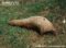 thick-tailed-pangolin