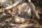 columbia-basin-pygmy-rabbit-named-tug-hiding-in-sage-brush-wood-after-release
