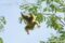 coquerels-sifaka-leaping-between-trees