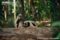 coquerels-sifakas-on-fallen-tree