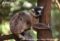 male-ring-tailed-lemur-in-tree