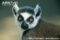 ring-tailed-lemur-portrait