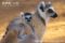 ring-tailed-lemur-with-young-on-back