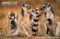 ring-tailed-lemurs-nursing-young