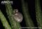 white-footed-sportive-lemur-resting-at-night-in-dideria-tree