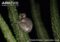 white-footed-sportive-lemur-resting-at-night-in-dideria-tree