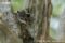 white-footed-sportive-lemurs-in-sleep-hole