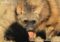 aardwolf-showing-tongue