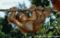 bornean-orang-utan-infant-hanging-from-tree