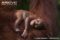 bornean-orang-utan-infant-sleeping-in-the-arms-of-adult