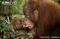 bornean-orang-utan-juvenile-licking-plant