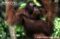 bornean-orang-utan-male-in-tree